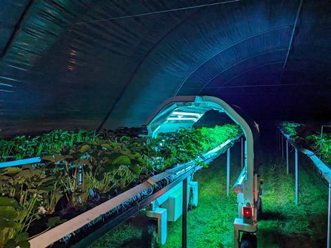Thorvald uses UC-C to control powdery mildew in strawberries