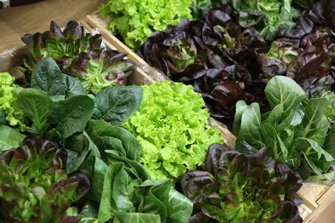 Bio-Salate.jpg