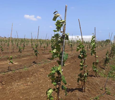 IG International grape farm