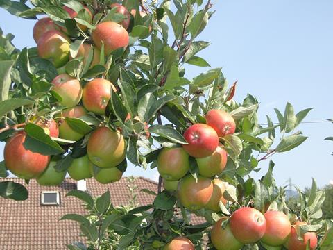 Äpfel_am_baum_Italien_02.JPG