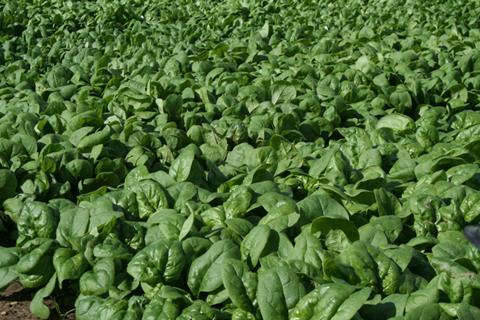Tozer Seeds Spinach