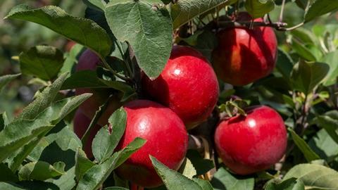 Joli apples growing in New Zealand pre-harvest