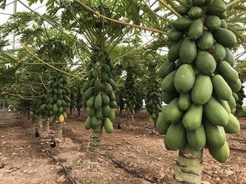 Spanish papayas