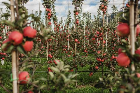 Ambrosia apples Italy Vip Rivoira