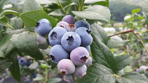 heidelbeeren - kimkyungok pixabay