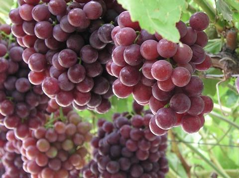 Spanien: Agrarprotokoll für Traubenexporte nach China unterzeichnet
