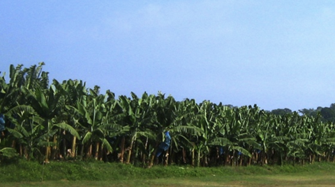 Colombia Zona Bananera