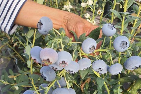 the new varieties are large size and firmness, poppy texture, sweet flavor (high Brix levels), great color and blooming, long shelf life, etc.