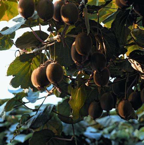 Foto: Fruits from Chile