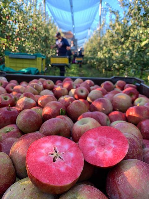 Foto: Red Moon Apple