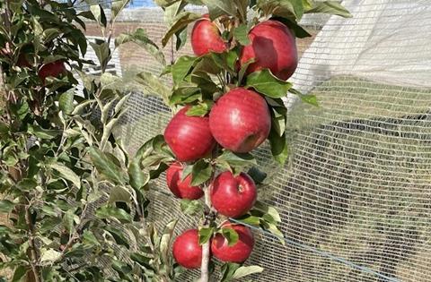 New Crop Fresh Red Gala Apple - China Fresh Apple Red Gala Apple Fruit,  Similar to South Africa Gala