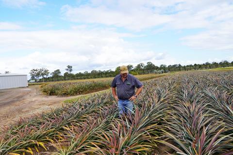 Jeff Atkinson from Wide Bay Pineapples