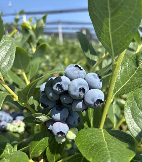 RS Takovo blueberries