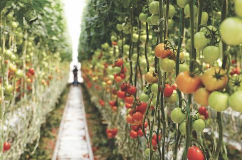 Netafim tomato irrigation