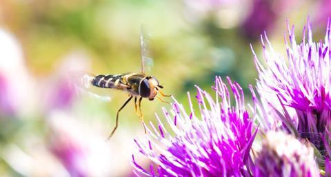 gescheckte schwebfliege dr will hakwes