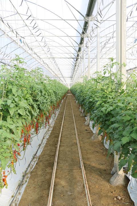 Almería: Frühe Produktionen bringen rentable Preise