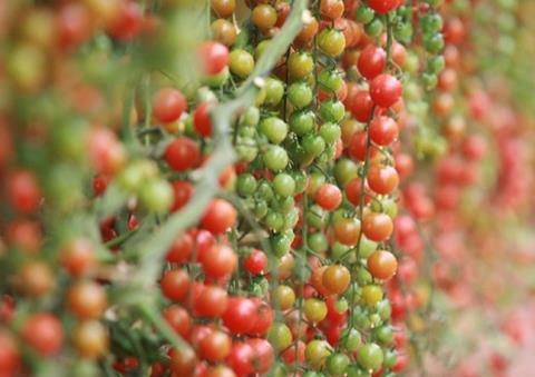 Moroccan tomatoes