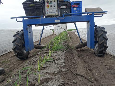 Grüner Spargel kurz vor der Ernte.