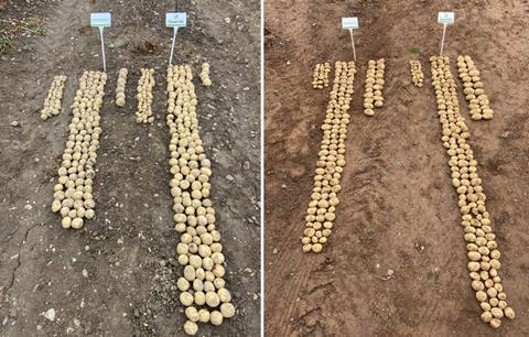 Quantis trial dig vs untreated - Rugby trial left & Hereford trial right