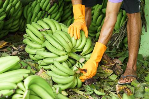 Bananen-ernte-MIA Studio_AdobeStock_192585318