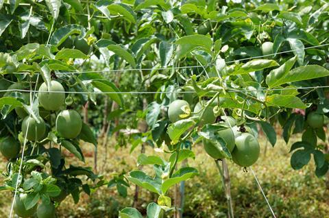 Vietnamese passionfruit
