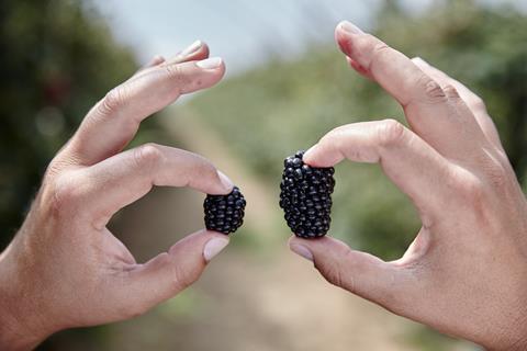 Shop-bought Driscoll's Victoria blackberries (right) dwarf their hedgerow counterparts