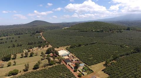 Africado is known for its vast avocado operations in Tanzania