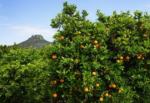 Generic oranges on tree