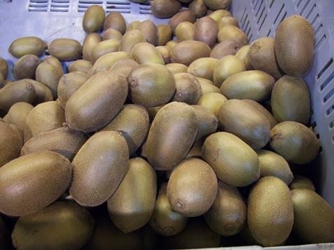 Italien: Kiwi-Produktion auf historischem Tiefstand
