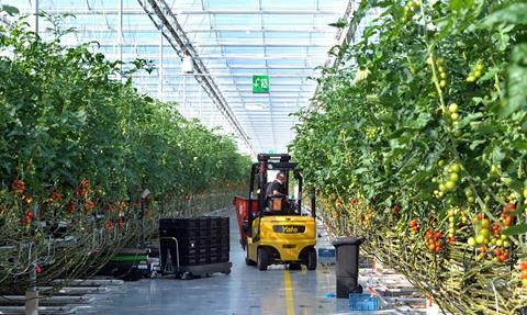 Auftakt der Tomatensaison in heimischen Gewächshäusern