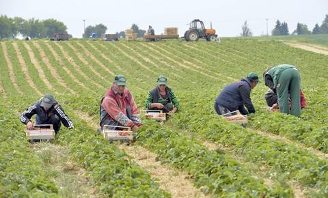 Deutsches Obst und Gemüse: Startschuss für die Saison der Freiland-Erdbeeren