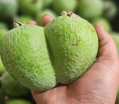 The largest feijoa of the season