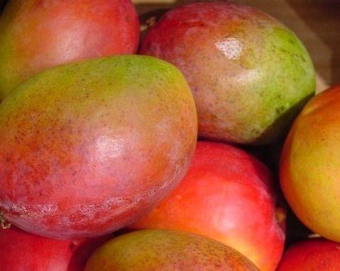Guatemala: Steigende Mango-Exporte