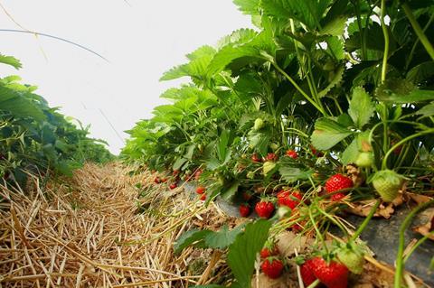 Landgard: Erdbeeren sind sicher – trotz unklarer Arbeitskräftesituation