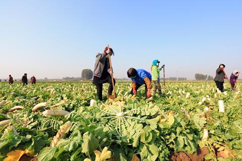 China veg production