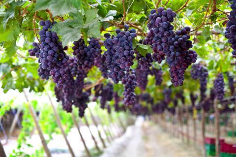 Peruvian grapes