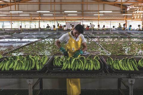 Fresh Del Monte banana packing and sorting line