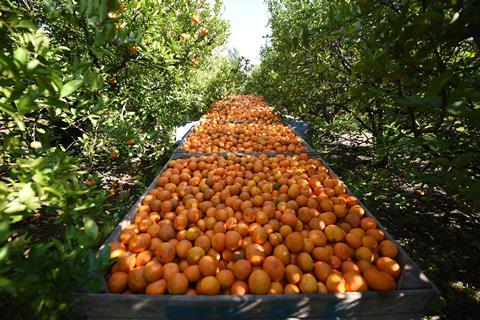 Argentina Entre Rios citrus