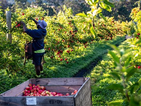 Tasmania's 2024 apple season has begun with the harvest of Royal Gala and Smitten