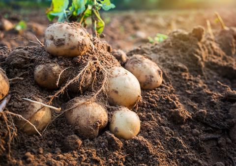 kartoffeln auf dem feld - AdobeStock