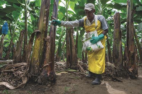 Fresh Del Monte banana tree inspection