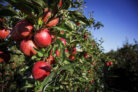 Many of the apples on shelf during the peak British apple season were imported