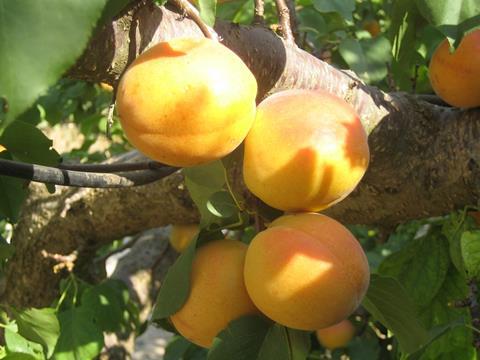 Italien: Mehr als die Hälfte weniger Aprikosen zur Verfügung