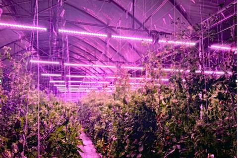 The system dims greenhouse lighting in bright conditions and increases when natural light levels fall