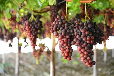 1 IT Agricoper grapes red