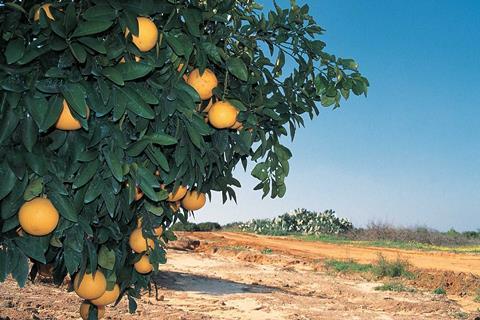 Citrusplantage.jpg