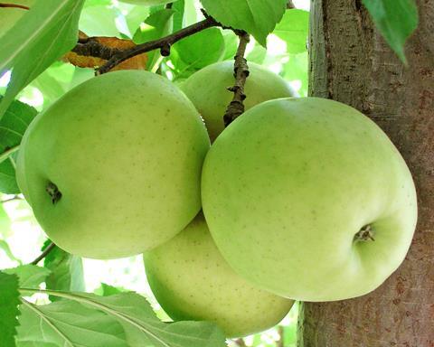 Südafrika Apfel Golden Delicious L. Brodie