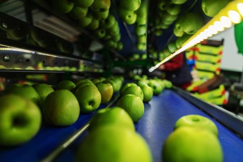 Apples on packing line South Africa