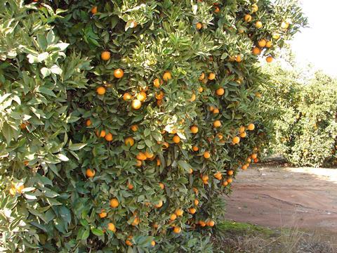 US California Navels