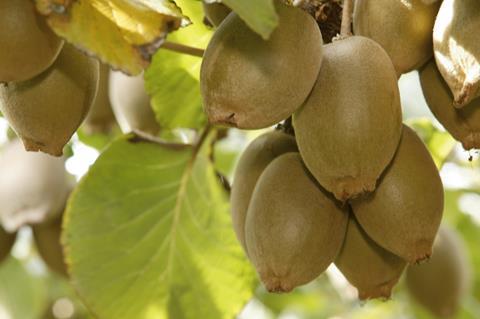 Neuseeland: Regierung setzt auf Kiwifrucht-Innovation